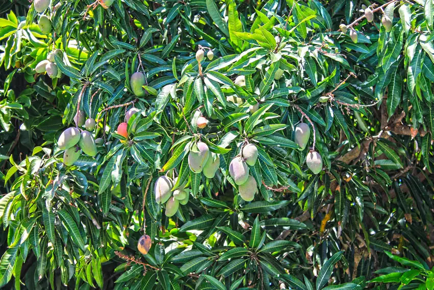 Manguier, arbre fruitier Ile de La Réunion Manguier, arbre fruitier Ile de La Réunion